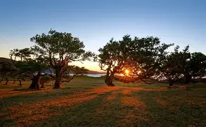 帕尔马对阵乌迪内斯